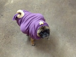  LUMPY SPACE PUG 