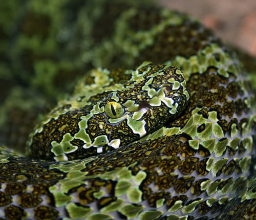 mychestpainwantsacigarette:(Trimeresurus mangshanensis) Mangshan pit viper