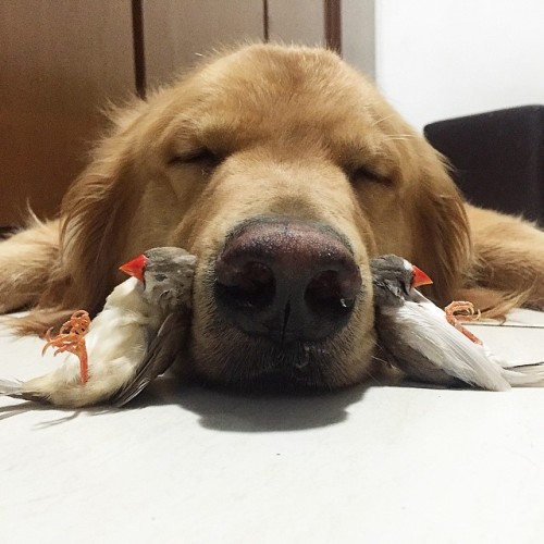 drunkvanity: sasstricbypass: boredpanda: A Dog, 8 Birds And A Hamster Are The Most Unusual Best F
