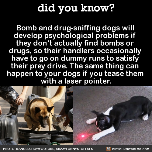 did-you-kno:  Bomb and drug-sniffing dogs will  develop psychological problems if
