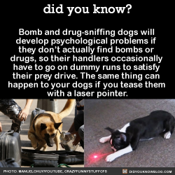 did-you-kno:  Bomb and drug-sniffing dogs will  develop psychological problems if  they don’t actually find bombs or  drugs, so their handlers occasionally  have to go on dummy runs to satisfy  their prey drive. The same thing can  happen to your dogs