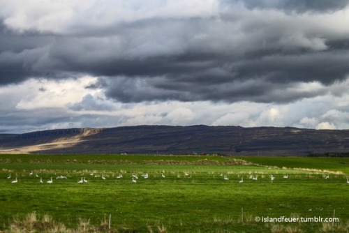 Clouds and swans Whooper swans in their green summer quarters in Iceland. ©islandfeuer 2010-2015. Al