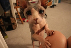 things-inbetween:  rissalady:that-awkward-kid-ashley:My cat is really freaking adorable okay  Uggh  Aww. Baby!  I want one!