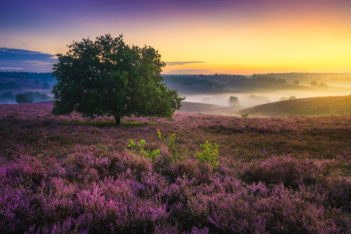 landscape-photo-graphy:A Purple Dream in August in the NetherlandsDutch photographer Albert Dros exp