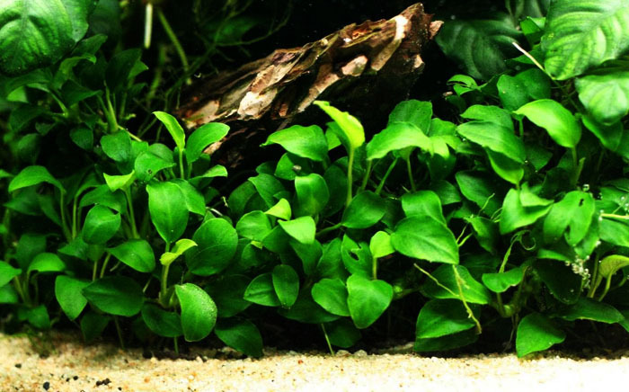 10 Tanaman air aquascape yang tahan lama dan cocok untuk pemula: Anubias, Java Fern, Cryptocoryne, Amazon SwordVallisneria, Water Wisteria. Java Moss, Hornwort, Dwarf Sagittaria, Anacharis.