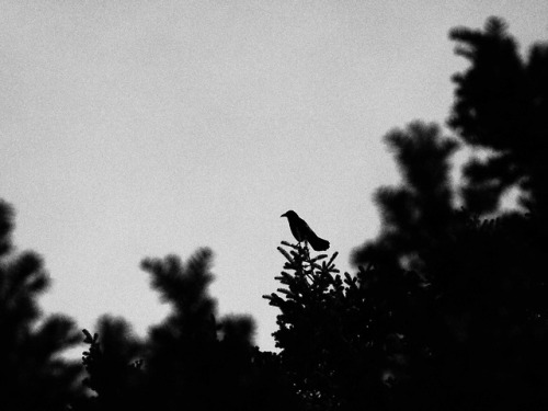 jiji-de-jiji: Crow ©juri 