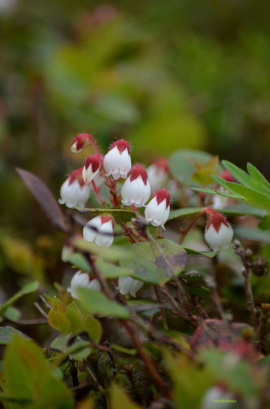 Gaultheria Adenothrix 