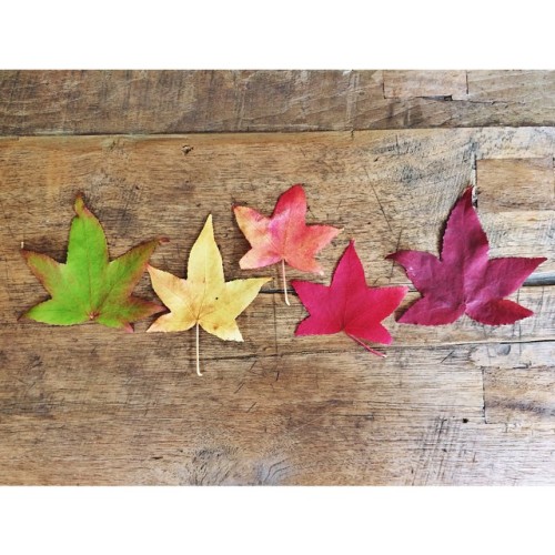 #Autumn collection—designed by #nature, styled by me #seattle #mapleleaf #foliage #fallcolor #colors