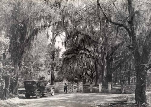 A man pulls open the gate to the Magnolia Plantation in South Carolina, May 1926.Photograph by Jacob