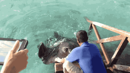 gifsboom:Stingray jumps onto ramp for food. [video][Rumble Viral]