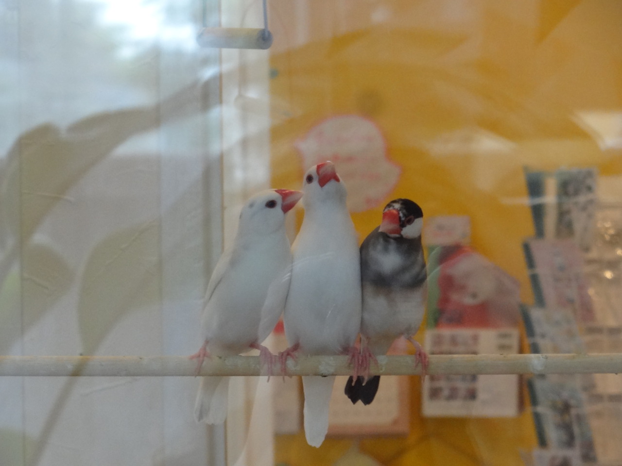 pacificpikachu:  Kotori Café, a bird café in Mitaka. It’s right across the street