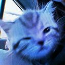 i-left-my-cat-on-the-stove - h