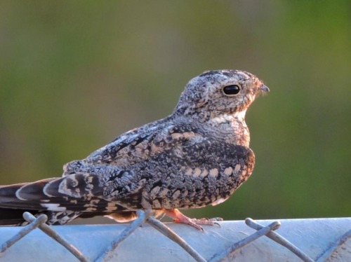 quickthreebeers:Before finding this Lesser Nighthawk, I don’t think I had ever seen a nightjar’s fee