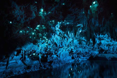 landscape-photo-graphy:  Glow in the Dark Cave Photographer Joseph Michael’s project titled Luminosity reveals the beauty of a species of glow-worm endemic to New Zealand’s North Island. Captured with a Nikon D810 and a long-exposure method, Michael