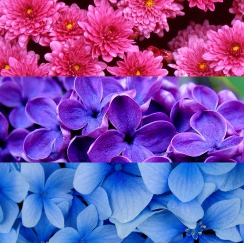 itsaspicymemeball: Some bi pride aesthetic flags I made while bored