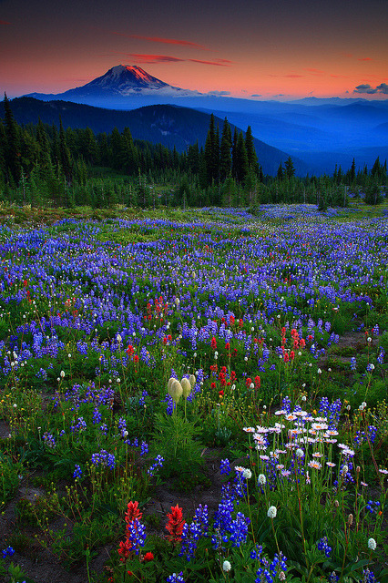 Sunset Wildflowers and Mt Adams From Snowgrass Flats in The Goat Rocks Wilderness Washington by Rand