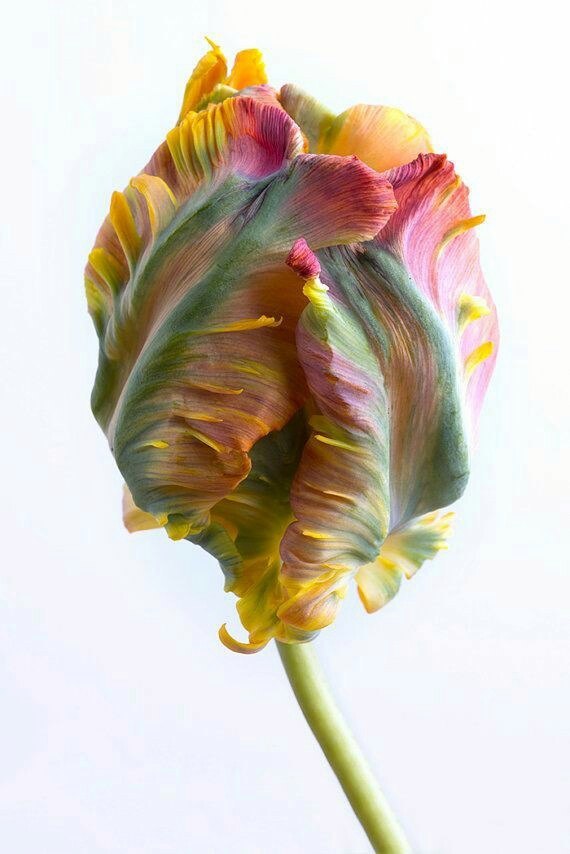yoursisnodisgrace:  filifionka-olya:  Tulip  ! 