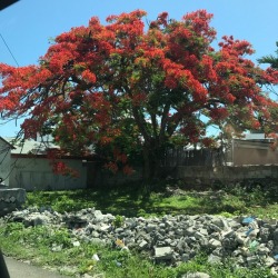 Poinciana Tree - Nassau, Bahamas {July 10th,