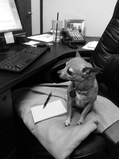 Work is going to the dogs today.It’s “Take Your Dog To Work Day.”(Photos: @yourtake)