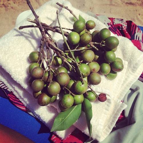 Fresh #quenepas !