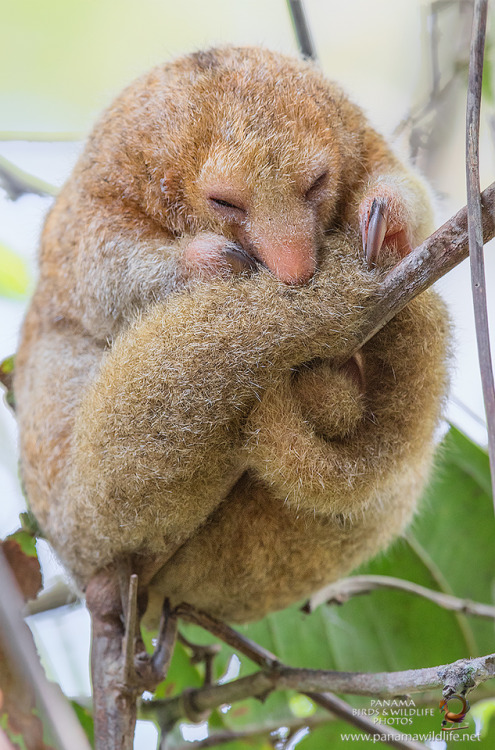 interadulation: christiandiorhypnoticpoison: end0skeletal: Silky Anteater SCREEEEEAAAAAAAAAAAAAAAAM 