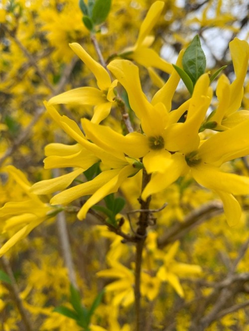 For @stormynightsreawake , here are some forsythia photos by @sparklekitsch !