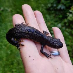 lynseygrosfield: Northern crested newt (Triturus cristatus), more like Northern crested cute.