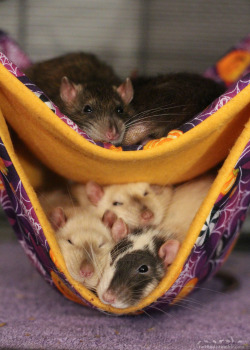 beastlyart:  gooberfeesh:  rattitude:  Winter is coming!Prepare for cuddles &lt;3  @beastlyart  RAT SANDWICH RAT SANDWICH AAA. 