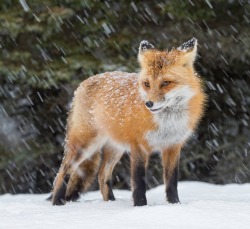 beautiful-wildlife: Against winter … by Daniel Parent 