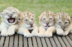 Phototoartguy:  A Roaring Success, The World’s First White Ligers: Four Brothers
