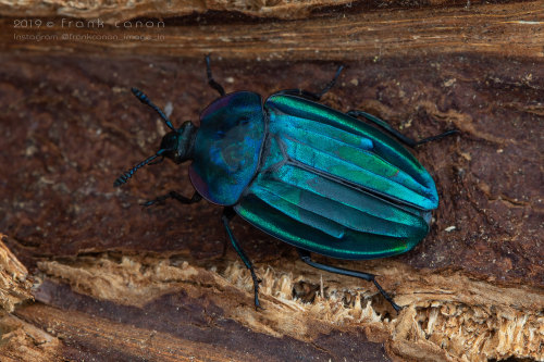 onenicebugperday