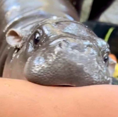 Mwah Backwards Is Hawm. Fucking Bites You