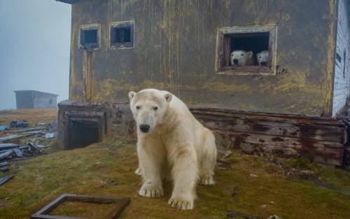 Polar bears take over abandoned weather station !Scientists left a Russian weather station in the Ar