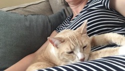 mostlycatsmostly: Pictures of Samwise my mom sent me while I’m out of country. Miss him so much, but glad he’s claimed my mom while I’m away…. (submitted by @nerdvanauniverse) 