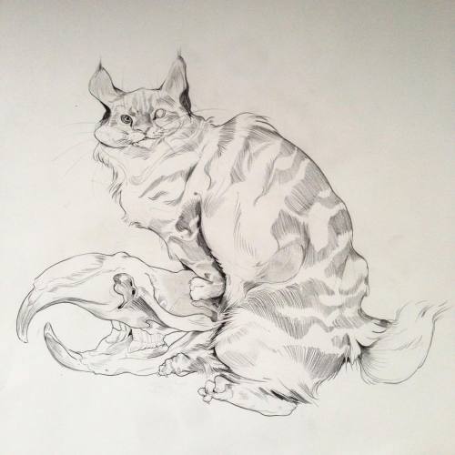 #mainecoon #cat #muskrat #skull #animals #drawing #illustration #art #graphite #sketch #sketchbook #