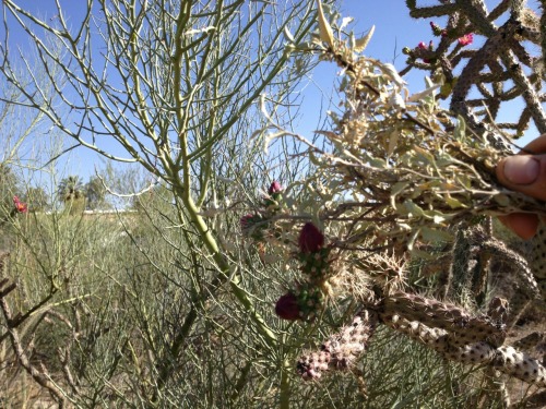 Harvesting Cholla buds. 1. Wander the desert until you find cholla, buckhorn and staghorn are excell