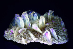 themineralogist:  Selenite under ultraviolet