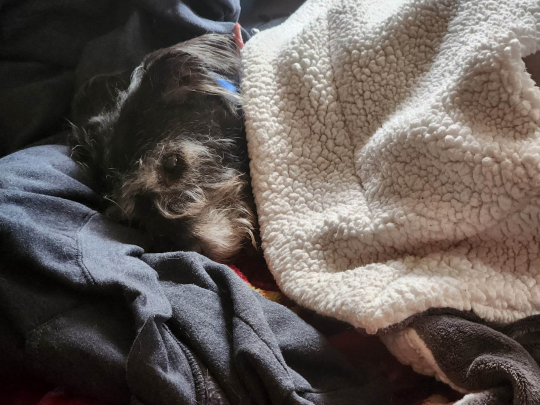 anotherfagontheinternet:why don’t u look at this photo of my dog relaxing under a blanketu know what, i blazed my other dog; trucker (yes that’s his name) deserves to be blazed too. be seen, buddy!