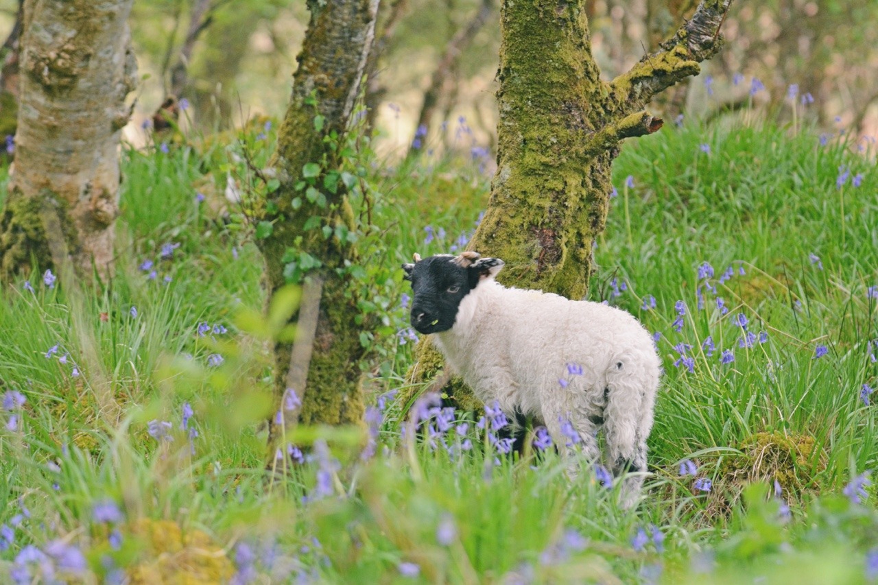 archae-heart:  bluebell forests  