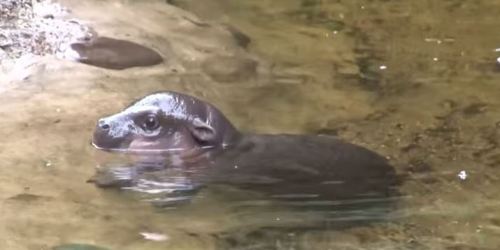 pettyqueer: Pygmy hippopotamus learning to swim. 