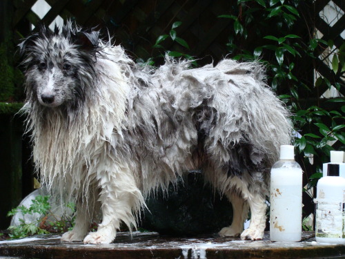 running-dog:  Coba’s beauty routine. 