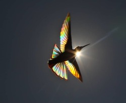 trulyvincent:Light diffracting through hummingbird wings