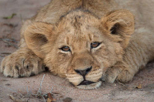 beautiful-wildlife:  Sleepy Lion Cub by Rudi Hulshof