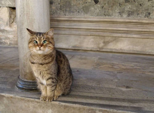 greecelt: mapleavenues: mmiummiu: “A devout cat lives at a fourteen hundred year old museum Ha