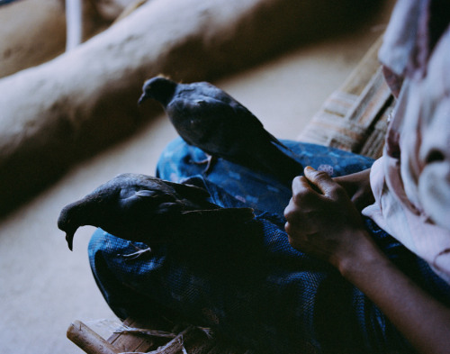 fotojournalismus:The Song Of Sparrows In A Hundred Days Of...