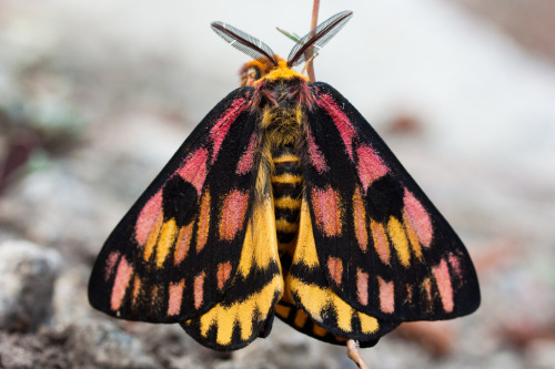 onenicebugperday:Western sheep moth,Hemileuca eglanterina, SaturniidaeFound in the western United St