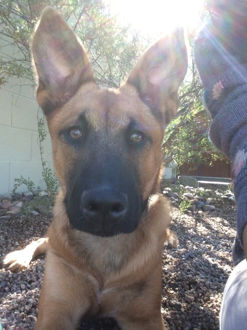 handsomedogs:  All ears! Husky Belgian shepherd mix, Kratos.