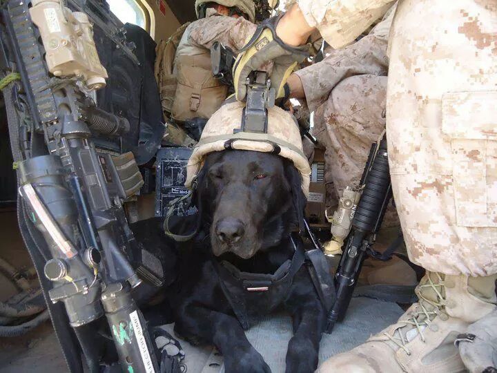 teuf-spyder:  When SSgt said they were sending a Doggie on patrol with us we didn’t