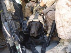 Teuf-Spyder:  When Ssgt Said They Were Sending A Doggie On Patrol With Us We Didn’t