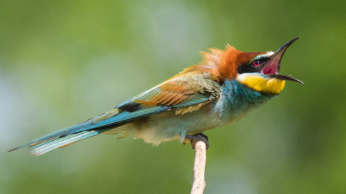 European Bee-Eater (Merops apiaster) &gt;&gt;by Klaas de Jong